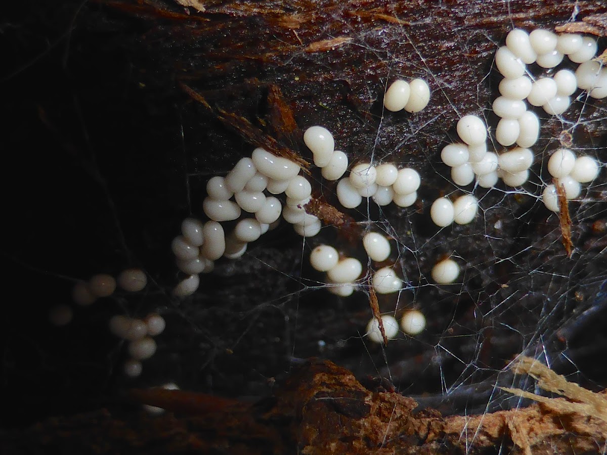 Slime Mold (Immature)