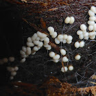 Slime Mold (Immature)