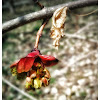 Apple Tree Buds