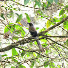 Grey treepie or Himalayan treepie