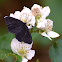 Chimney Sweeper; El deshollinador