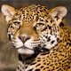 Leopard Wallpaper New Tab