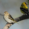 Pine Siskin