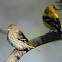 Pine Siskin