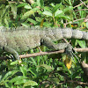 Green Iguana