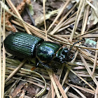 Bess Beetle