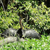 Darter - snakebird