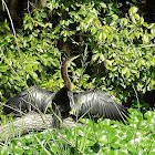 Darter - snakebird