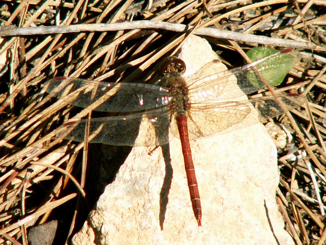 Common Darter