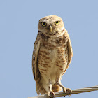 Burrowing Owl