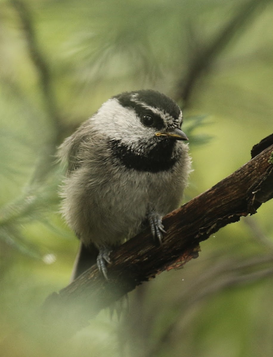 Mountain Chickadee