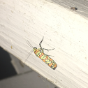 Ailanthus webworm