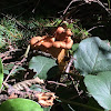 Pacific Golden Chanterelle