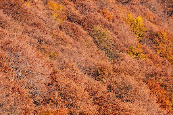 Foliage nelle Valli di Lanzo di Ricky Viccarini