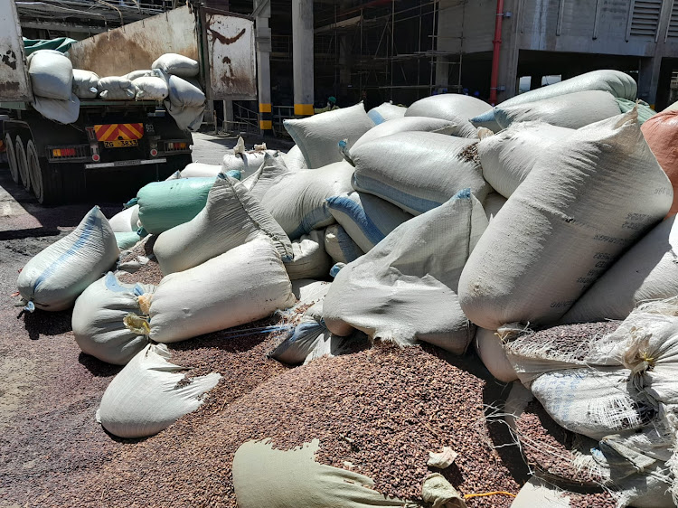 Some of the sacks of the contaminated beans being offloaded from a track at Bamburi Cement in Mombasa on Friday