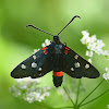 Burnet Moth