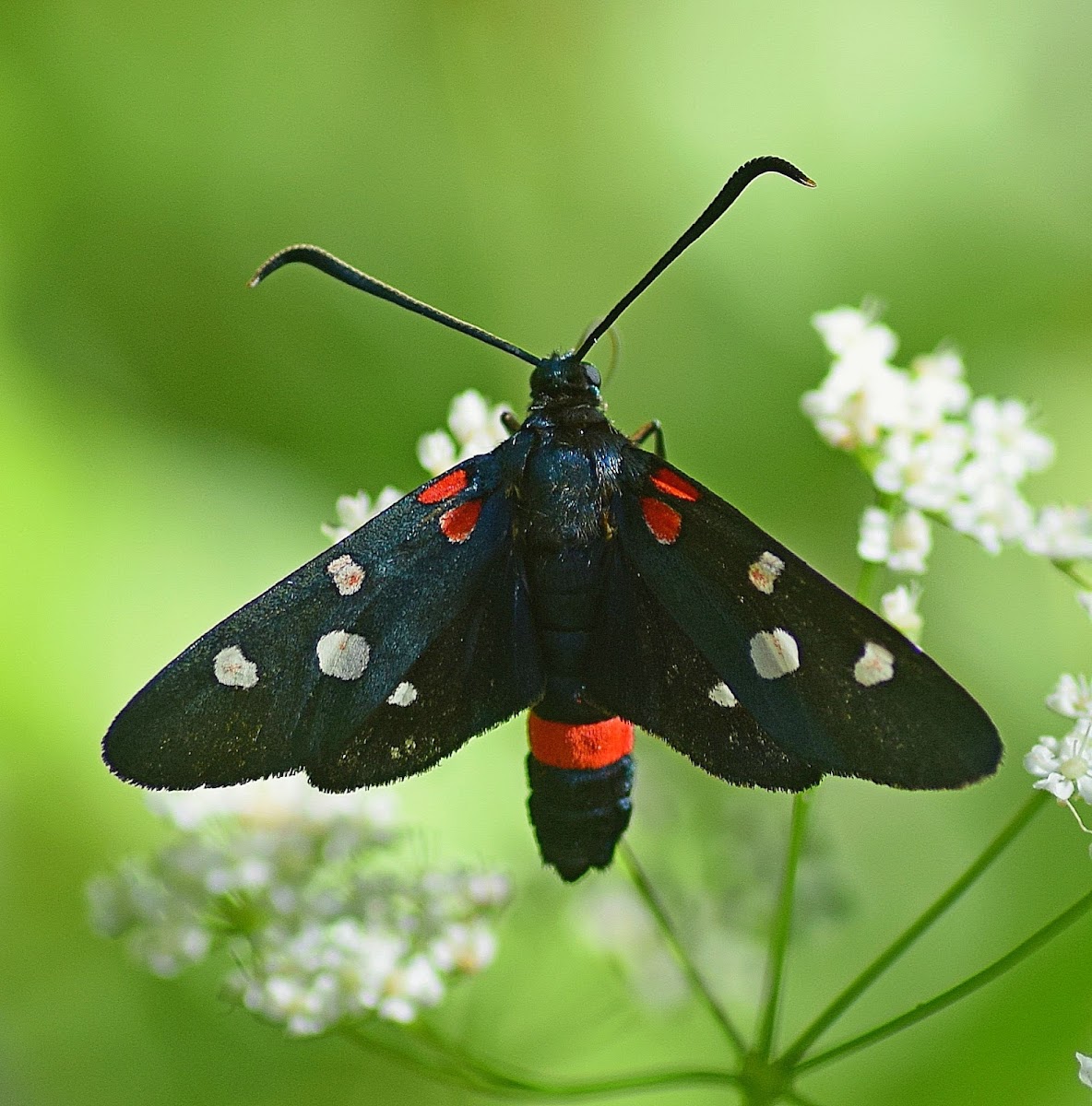 Burnet Moth