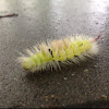 Pale Tussock or Meriansborstel