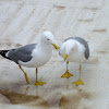 Yellow-legged gull