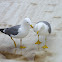 Yellow-legged gull