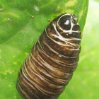 Caterpillar / Pupa