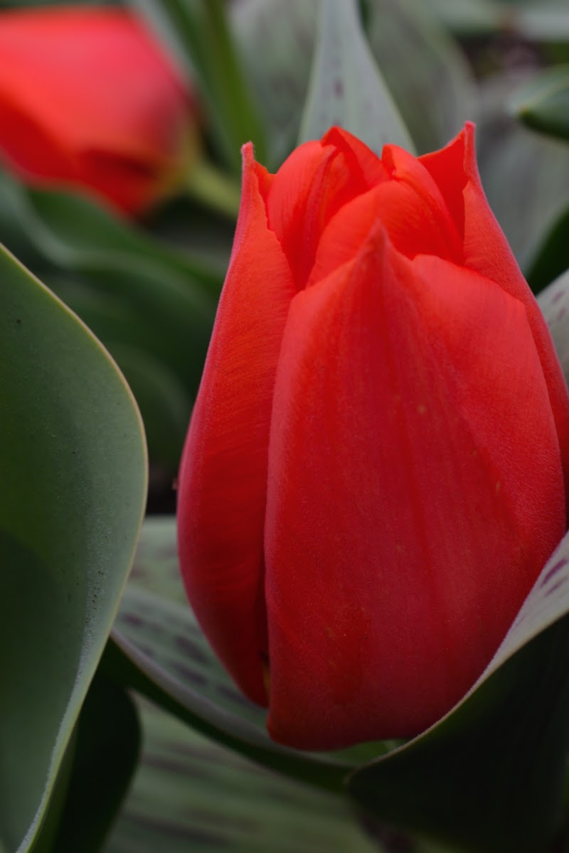 Rosso tulipano di debho_jo