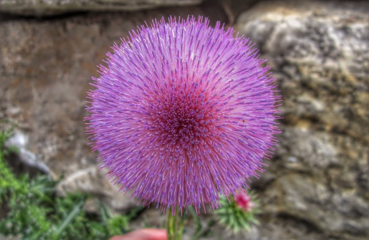 Musk Thistle