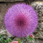 Musk Thistle