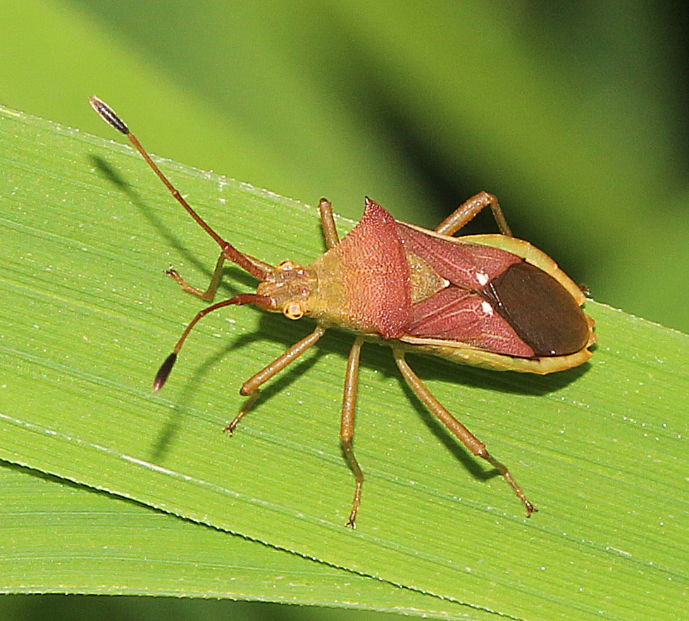 Slender Rice Bug