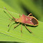 Slender Rice Bug