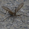 Crane-fly