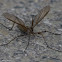 Crane-fly