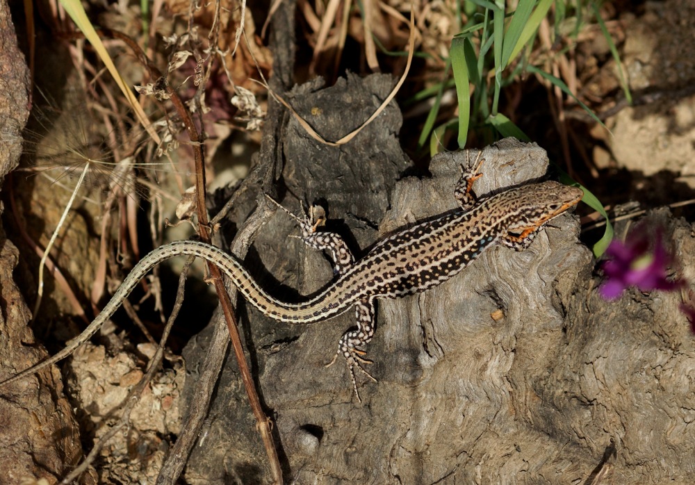 Cretan Wall Lizard