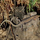 Cretan Wall Lizard