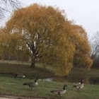 Canada Goose