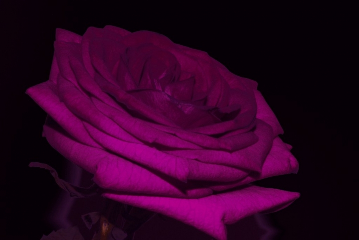 Purple rose di giomir-2806