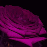 Purple rose di 