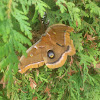 Polyphemus Moth