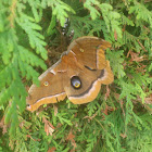 Polyphemus Moth