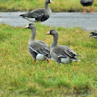 Greater White-fronted Goose