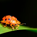 Tortoise beetle