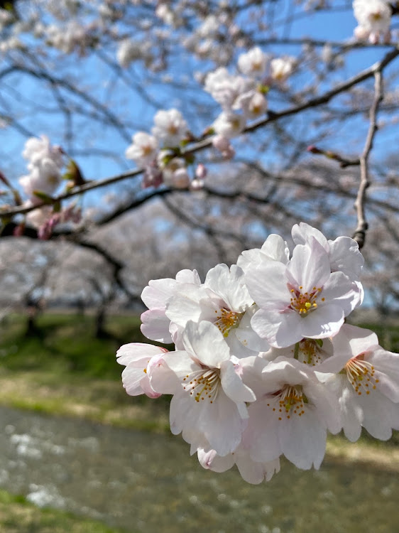 ケイマンの富山・久しぶりに投稿・桜とコラボ🌸・立山連峰とコラボ・ドライブに関するカスタム事例の投稿画像8枚目