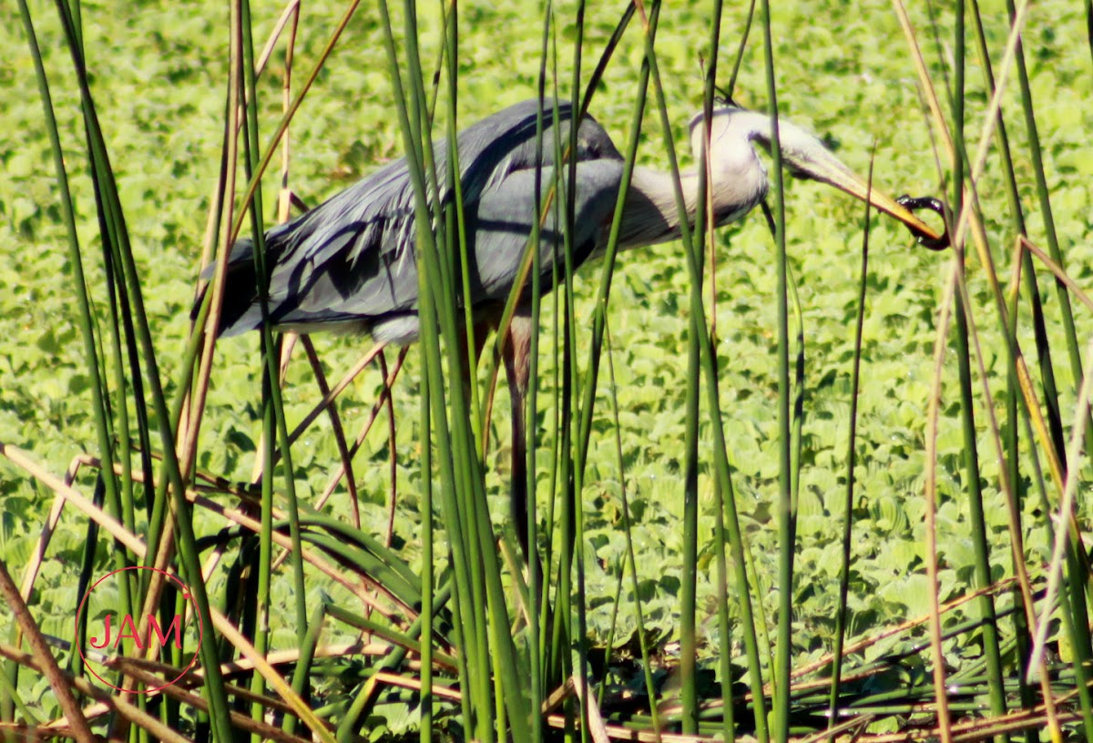 Great Blue Heron (fighting a Lesser Siren)