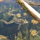 Leopard Frog