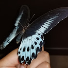 blue mormon