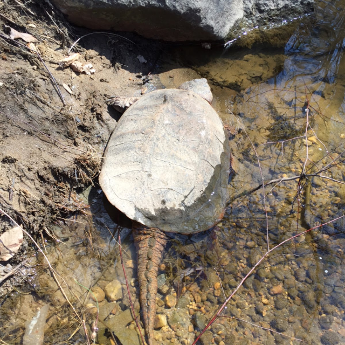 Eastern Snapping Turtle