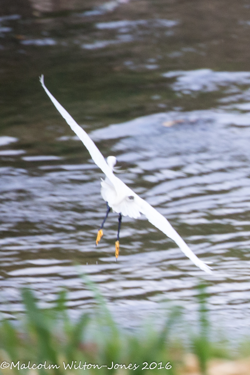 Little Egret