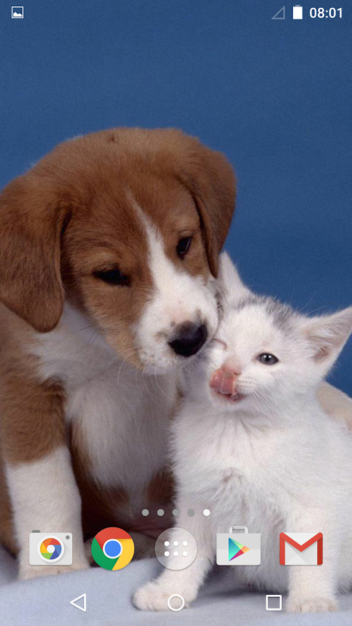  Cute  Animals  Live Wallpaper  Android Apps  on Google Play