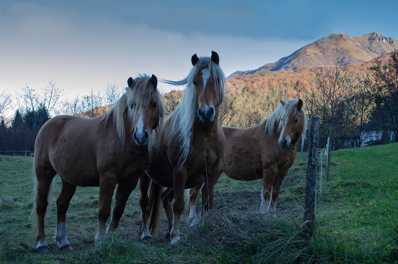 Horses di Moreno re