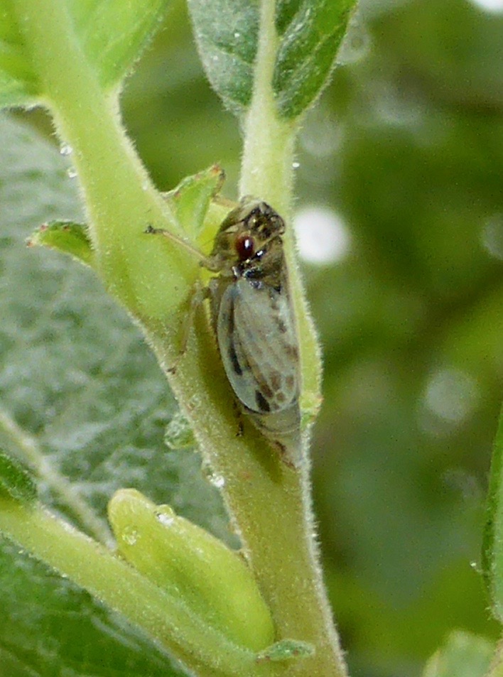 Leafhopper